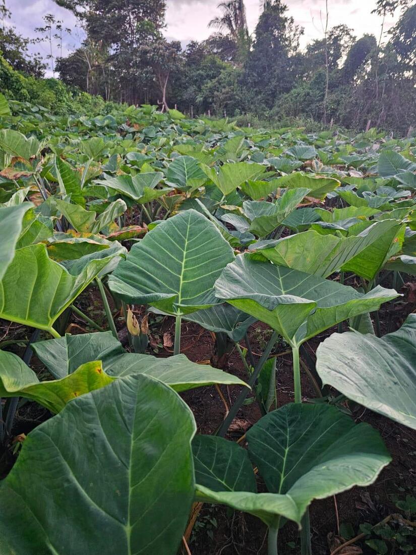 Produccion-de-quequisque-2