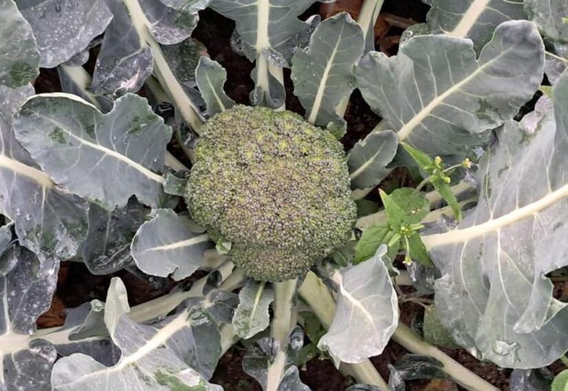 Produccion-de-brocoli-1