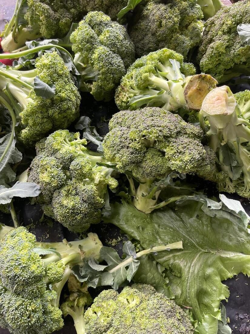 Produccion-de-brocoli-2