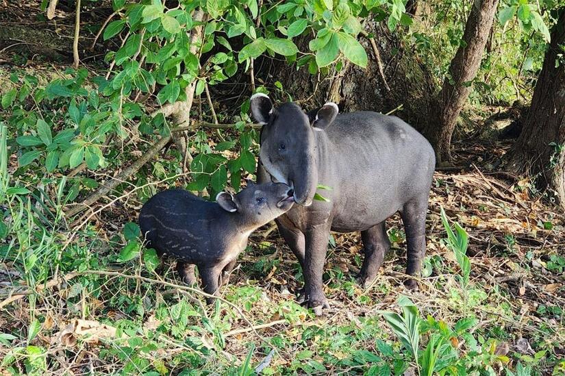 Tapir-en-Nicaragua-2