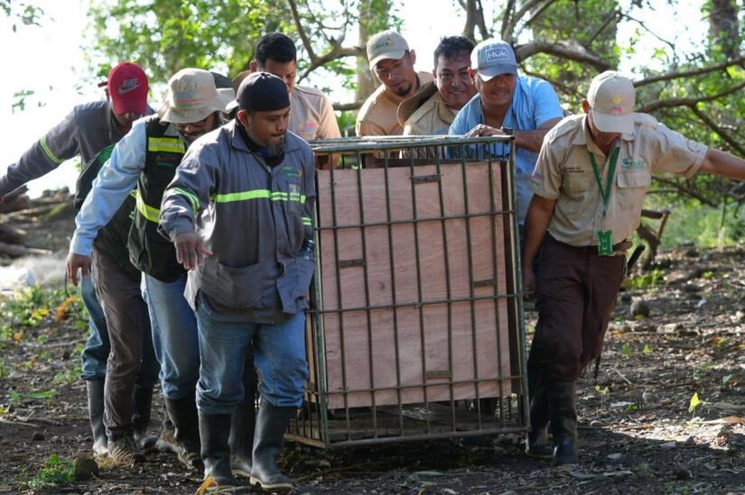 Tapir-en-Nicaragua-3