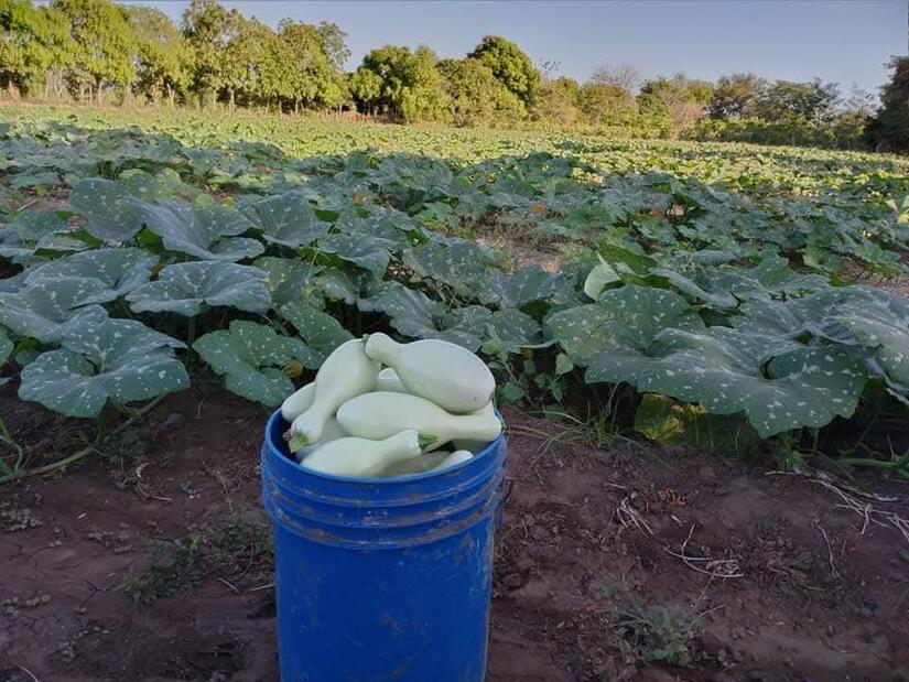 Produccion-de-Pipian-1