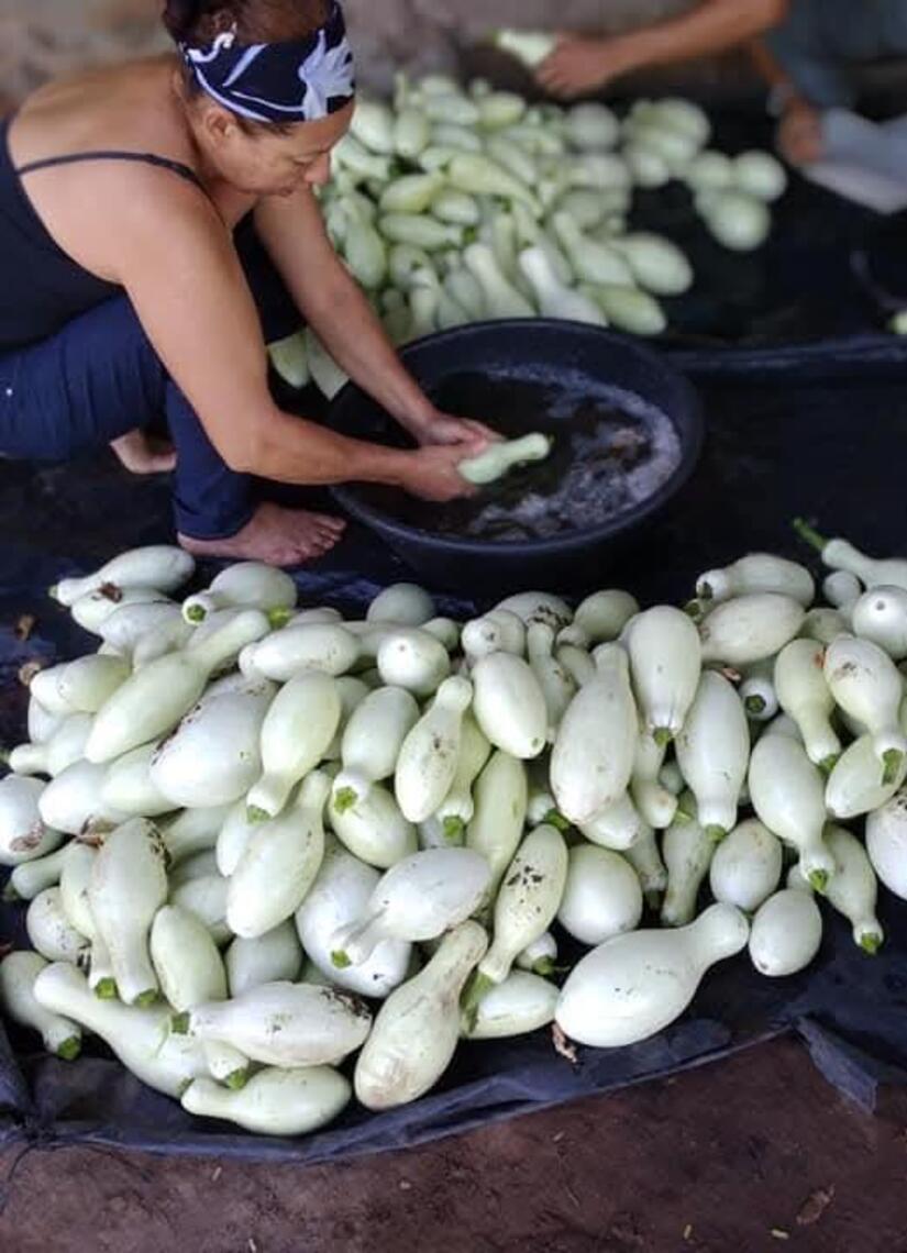 Produccion-de-Pipian-3