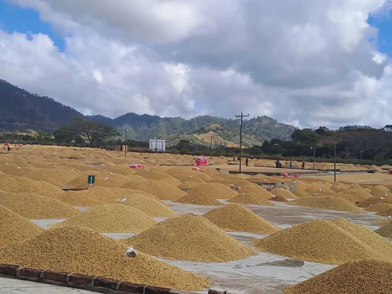 Produccion-de-Cafe--(2)