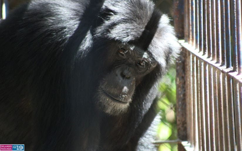 Zoologico-Thomas-Belt-13