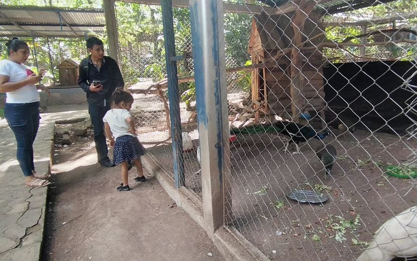 Zoologico-Thomas-Belt-17