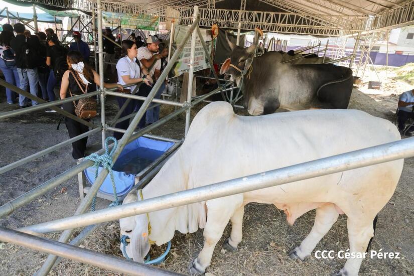 Feria-Ganadera--(6)