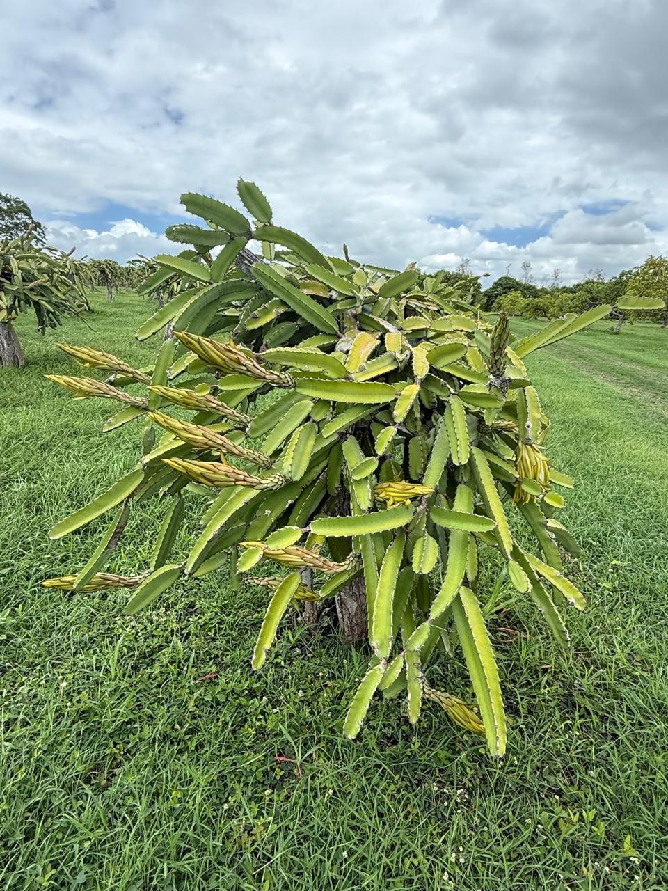 PITAYA1