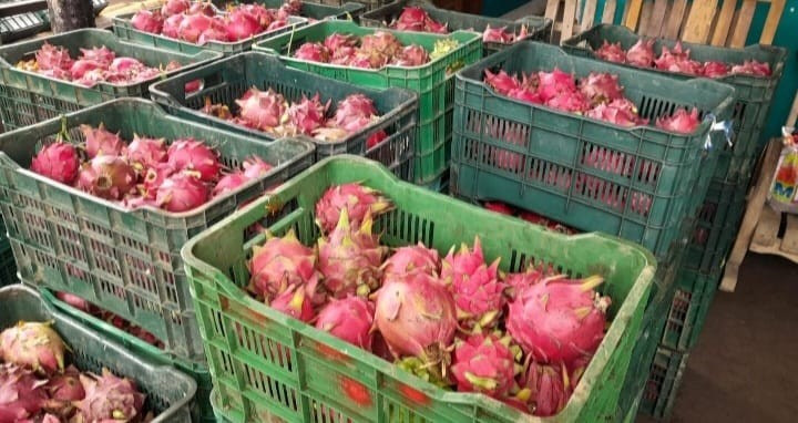 PITAYA3