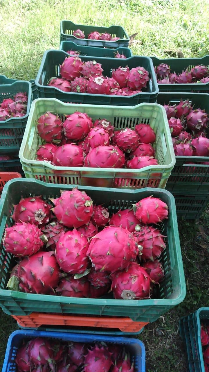 PITAYA4