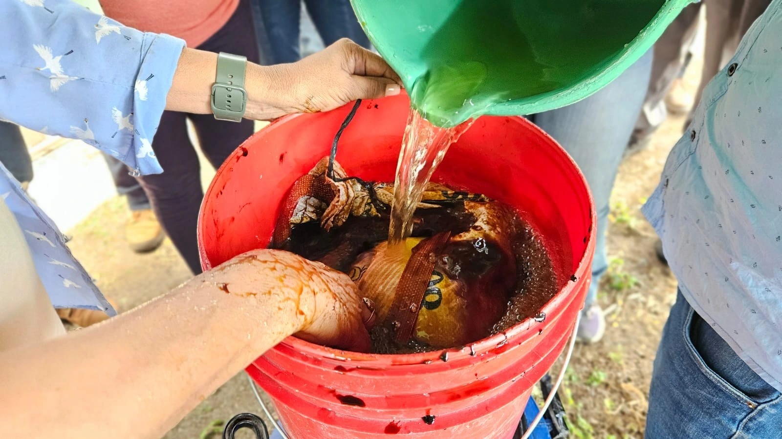 CERDOS5