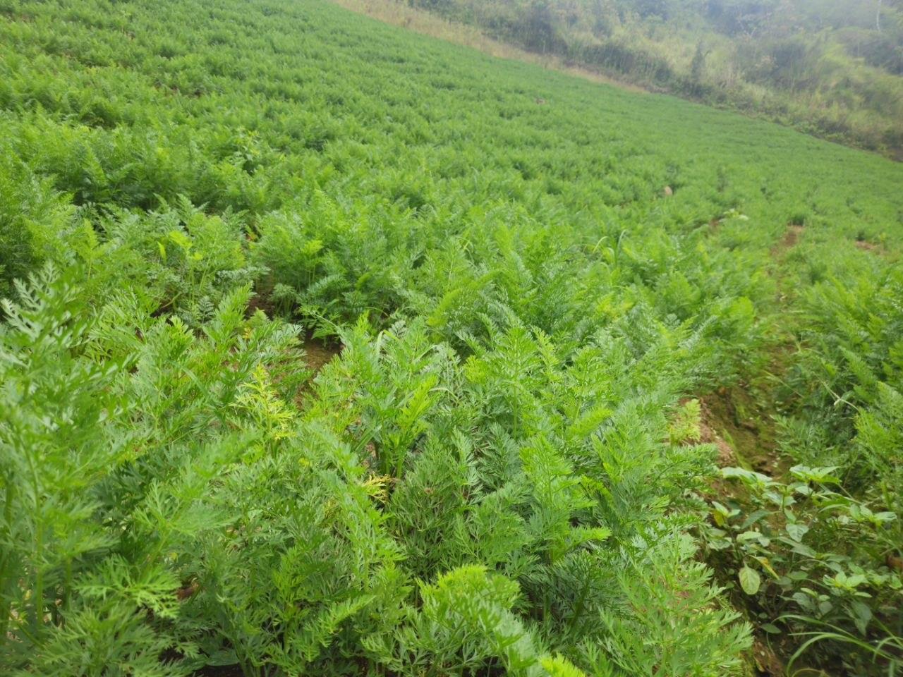 Zanahoria-6