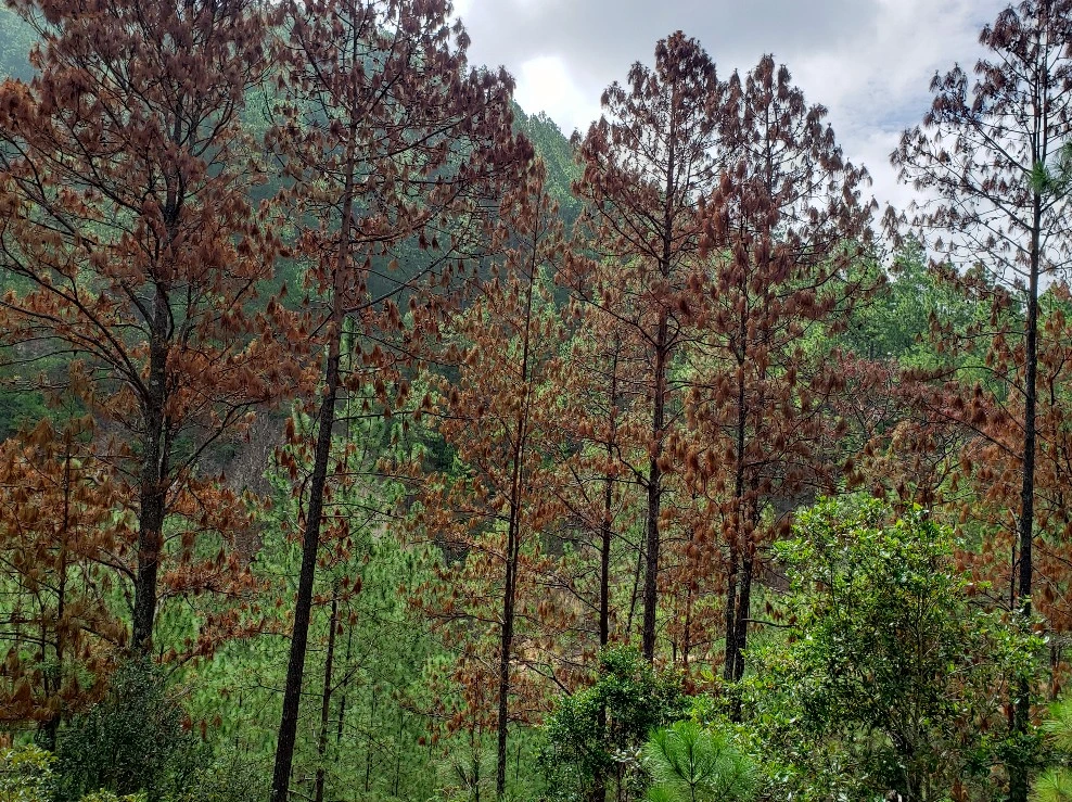 PINOS4