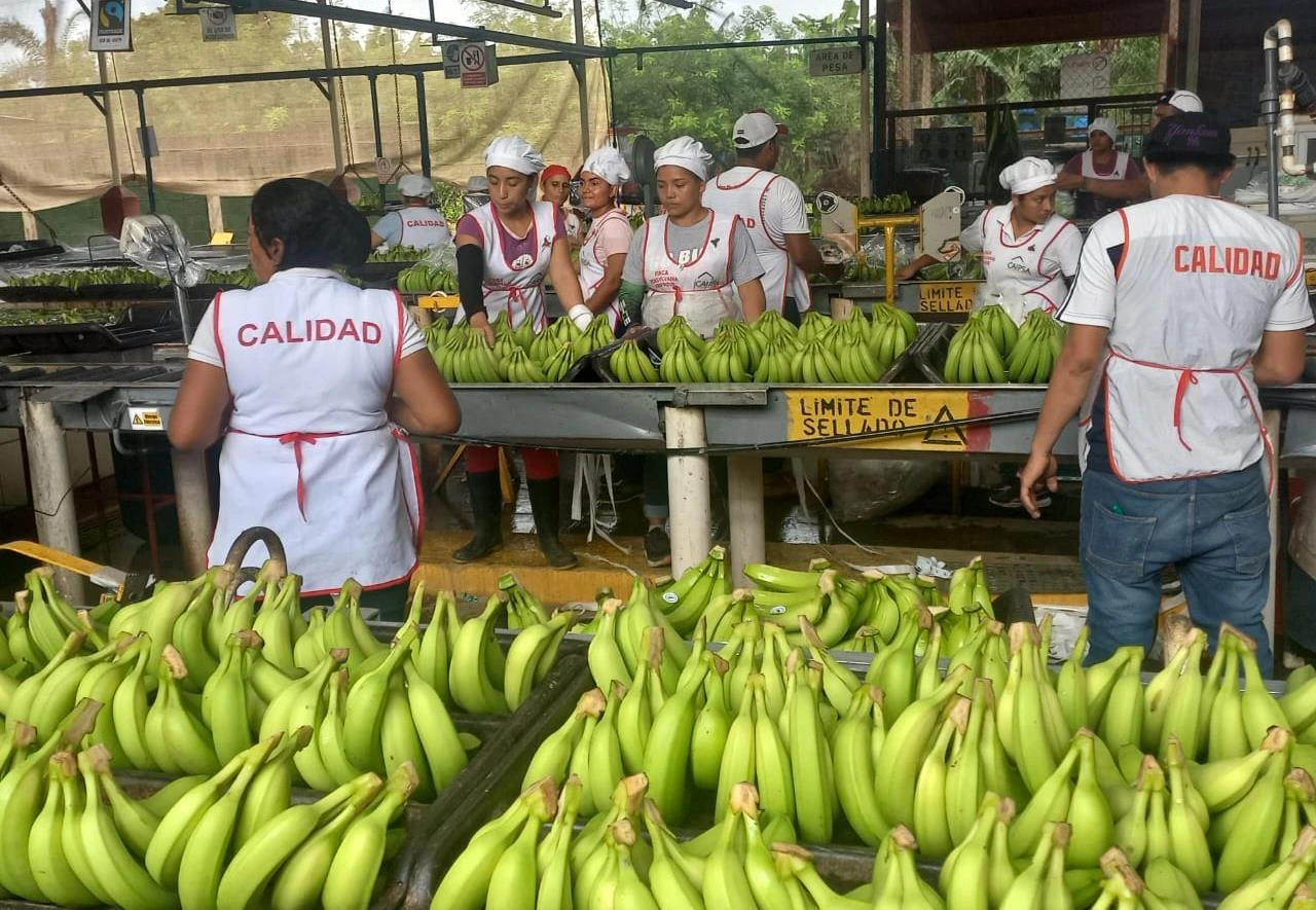 BANANO1