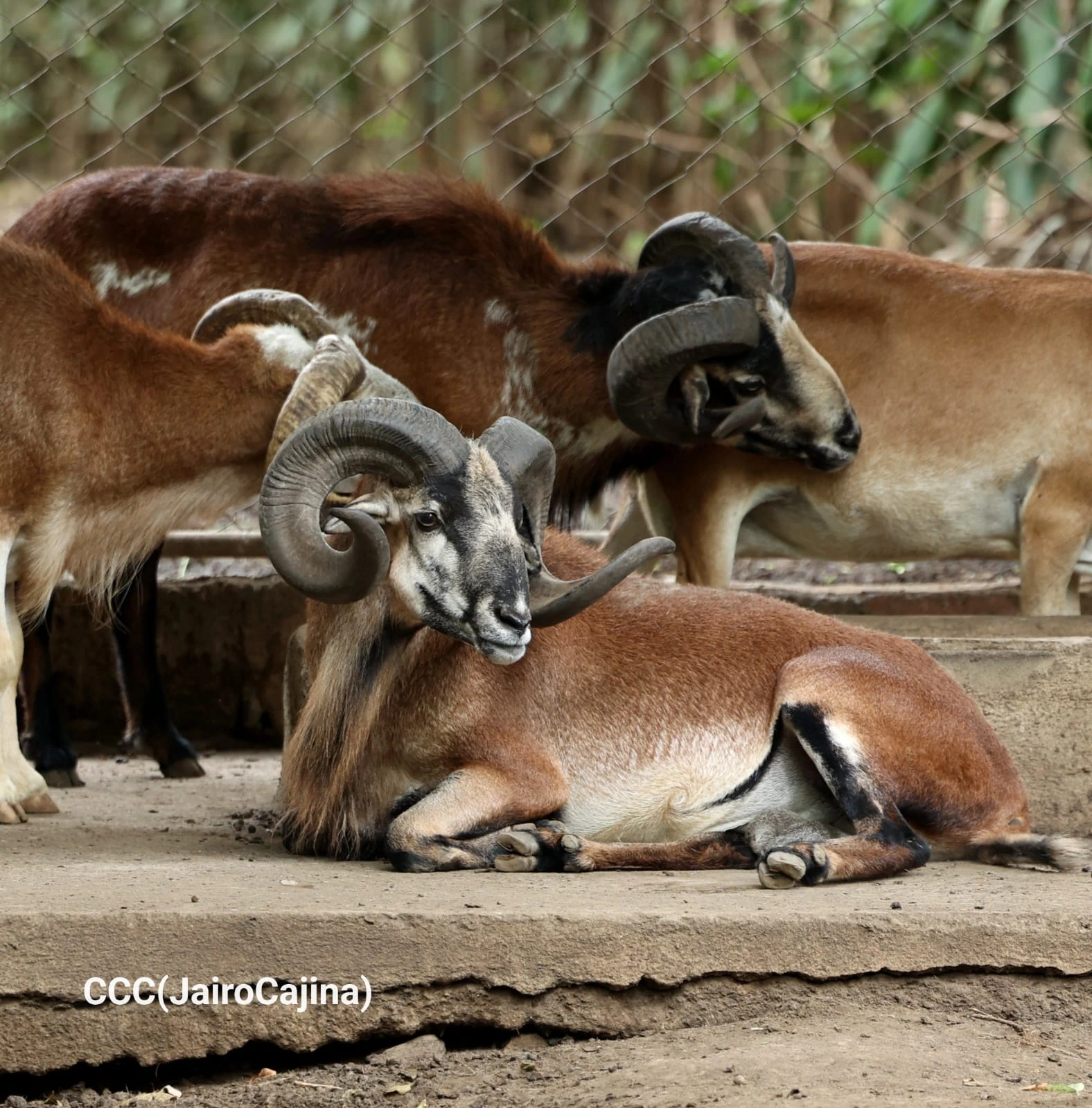 ZOOLOGICO-(17)