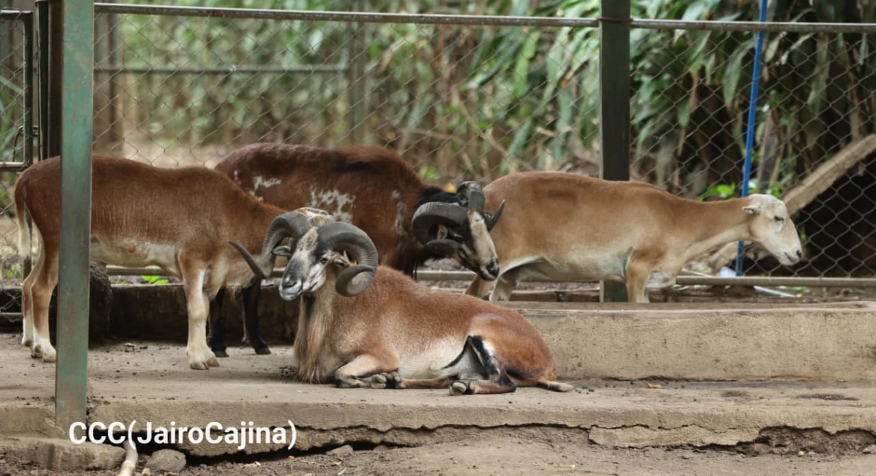 ZOOLOGICO-(21)