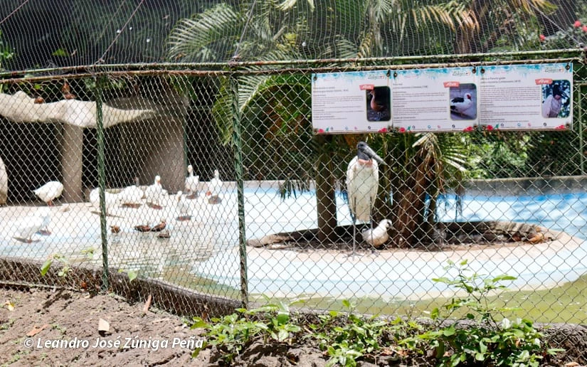 ZOOLOGICO-(10)