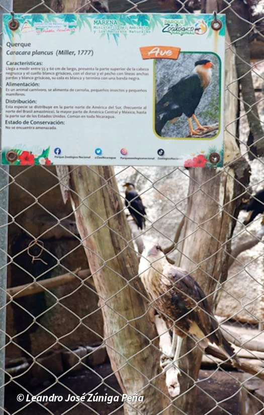 ZOOLOGICO-(17)
