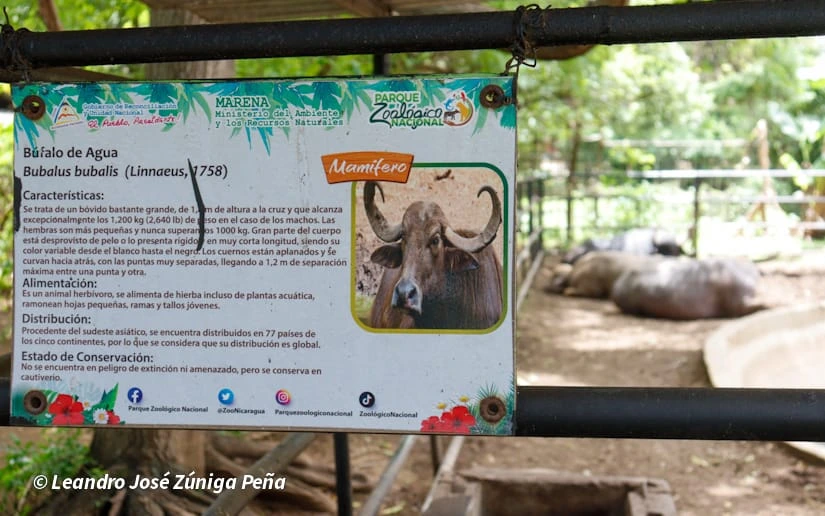 ZOOLOGICO-(24)