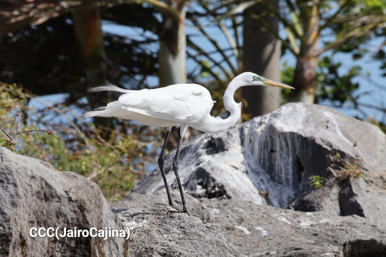 Isla-de-Ometepe--(20)