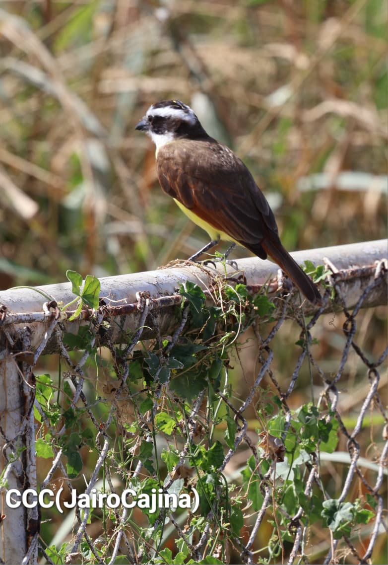 Isla-de-Ometepe--(22)