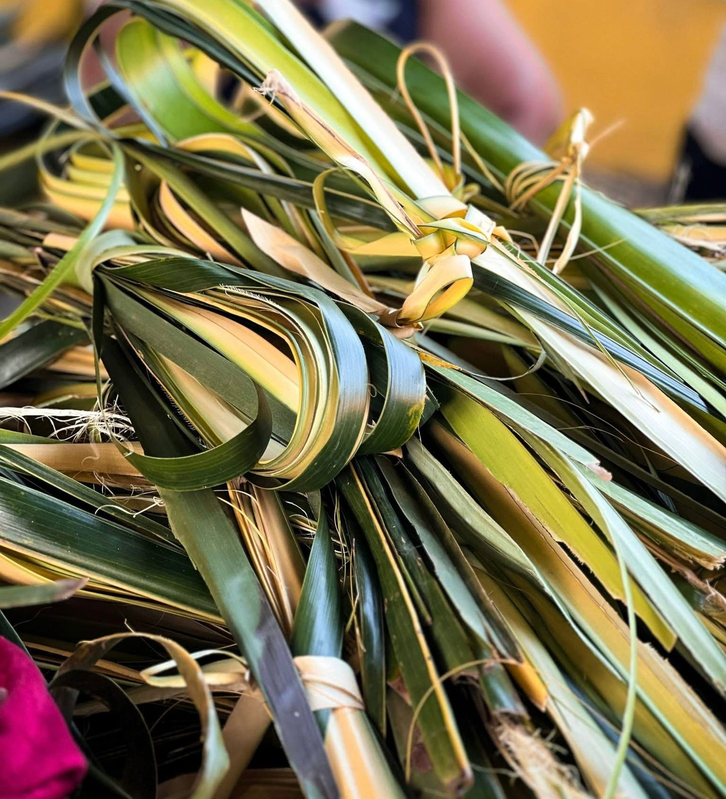 CARAZO-RAMOS-DOMINGO-(3)