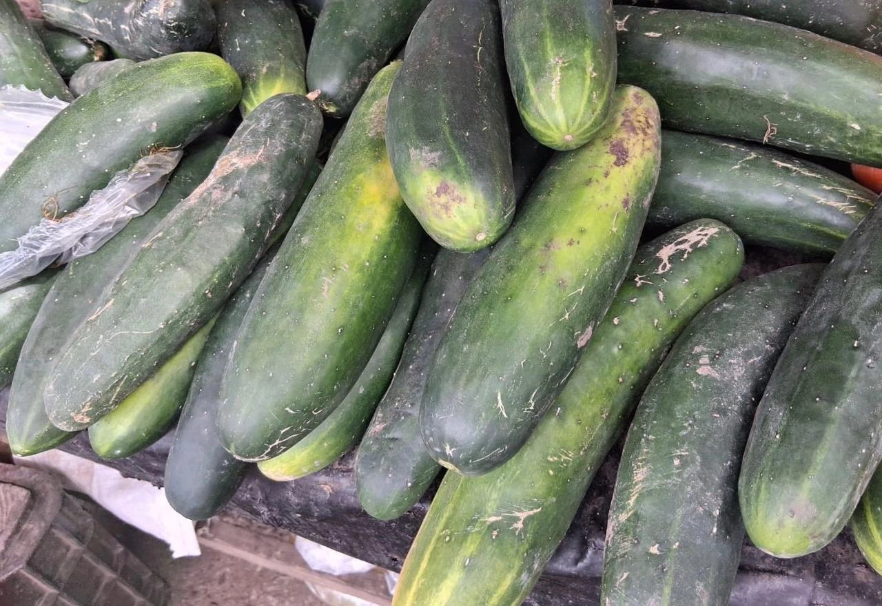 PEPINO5