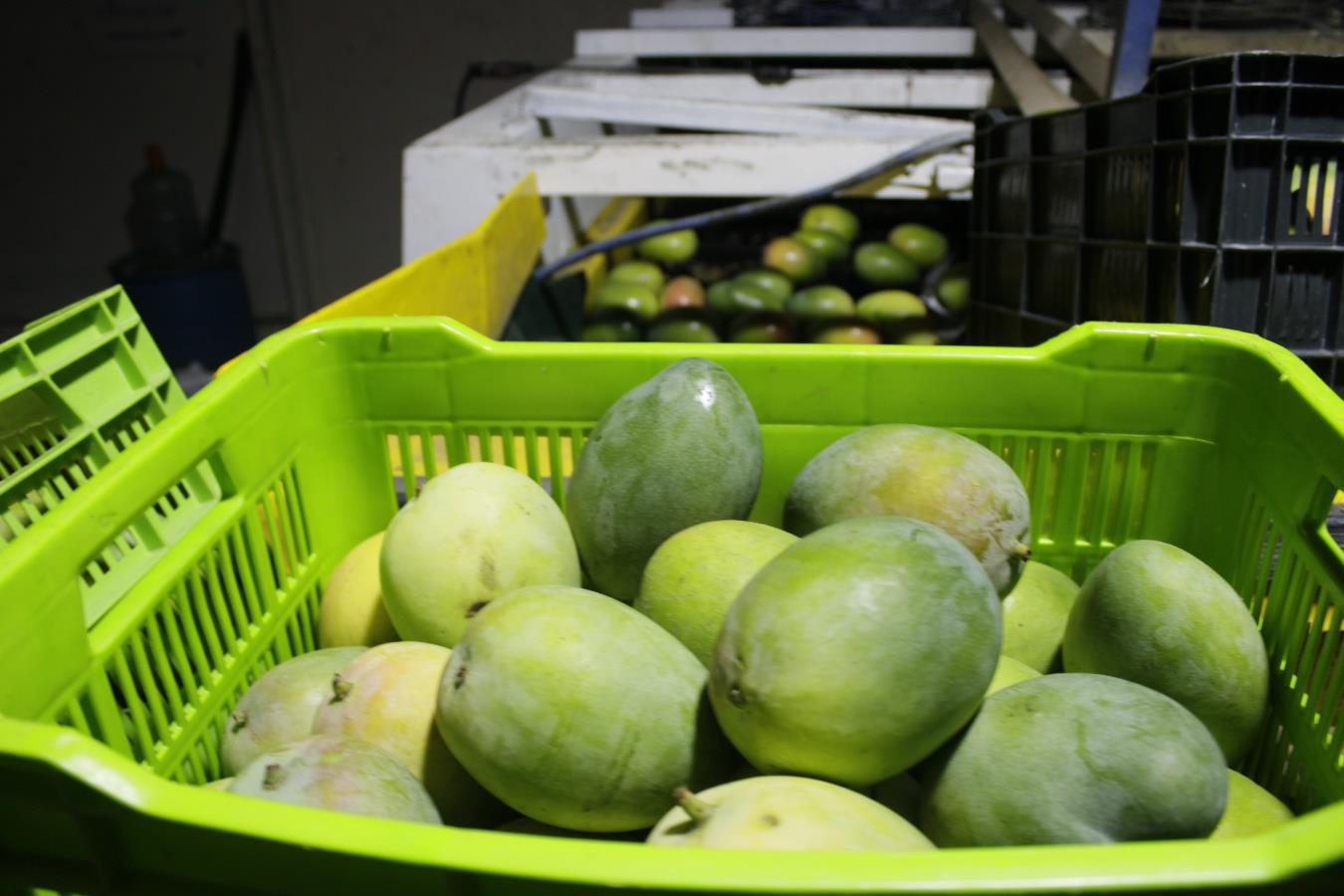 MANGO-1