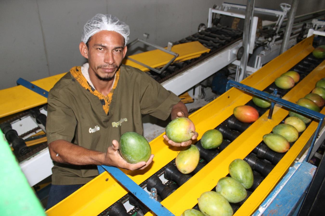 MANGO-2