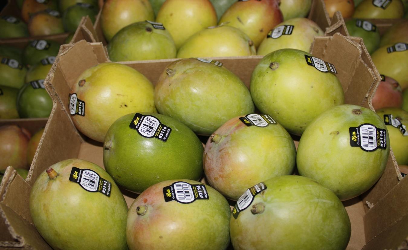 MANGO-7