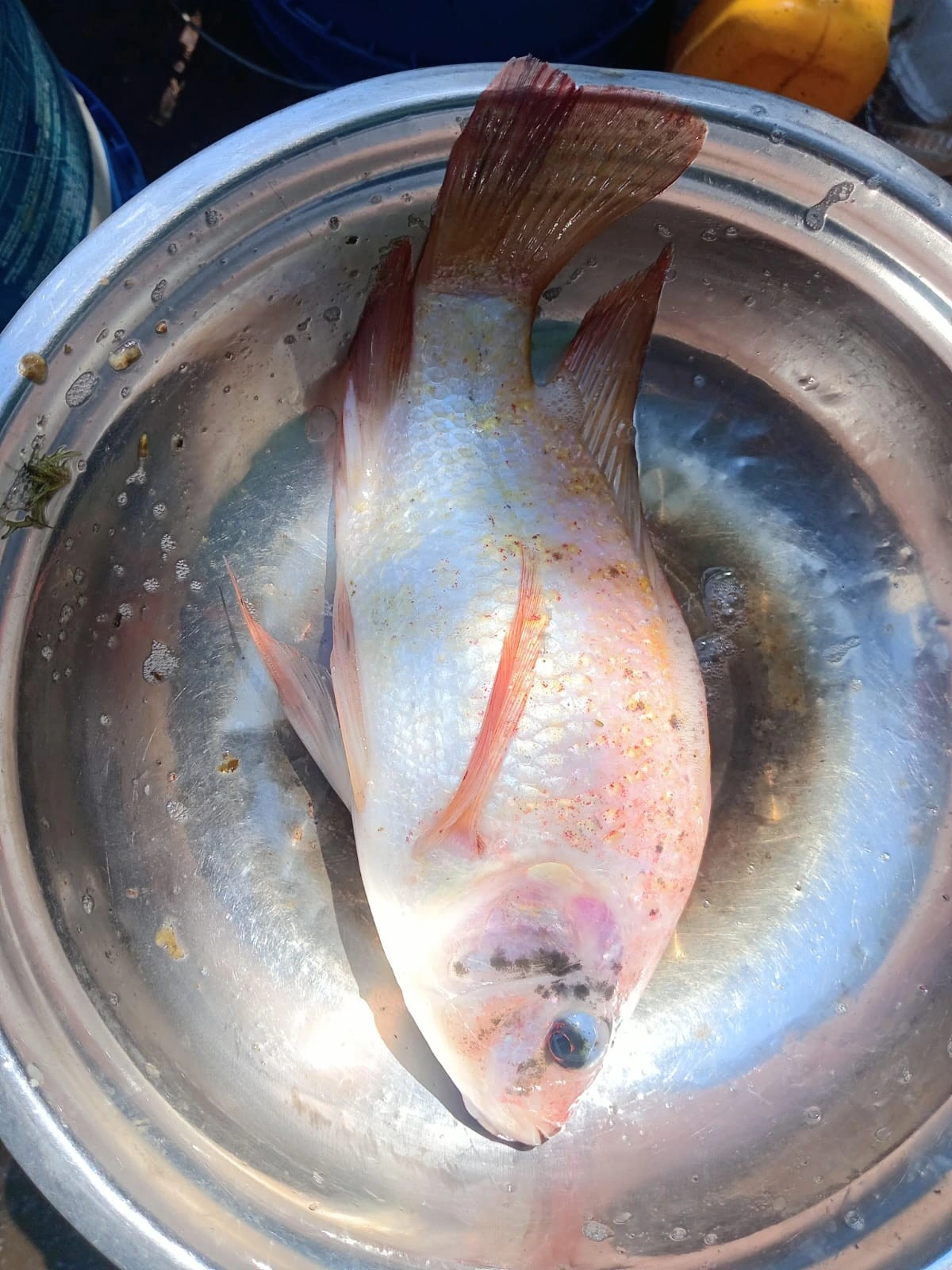 INPESCA10