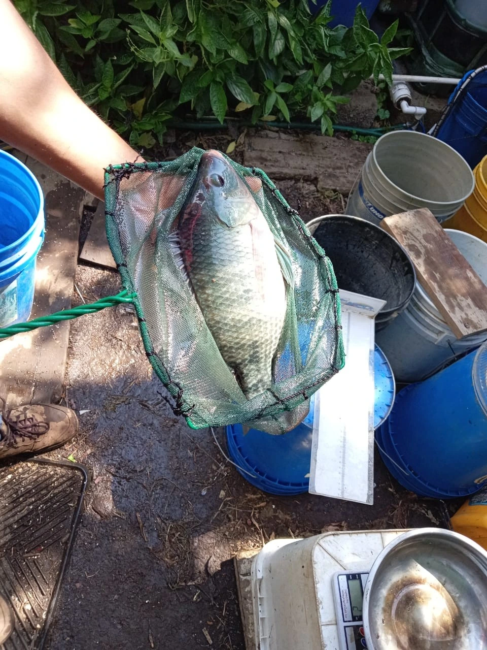 INPESCA11