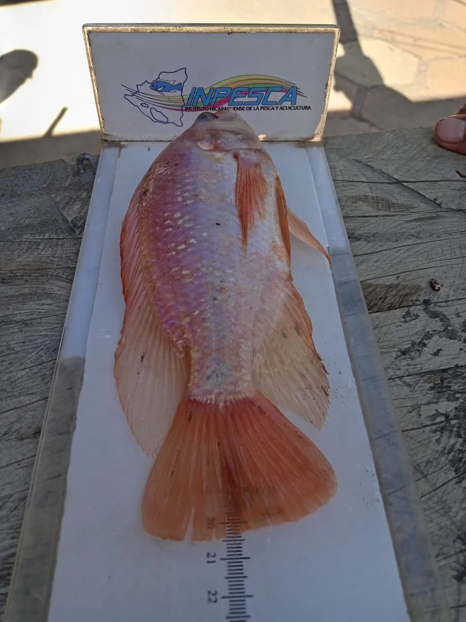 INPESCA18