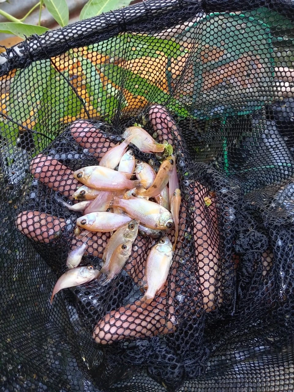 INPESCA2