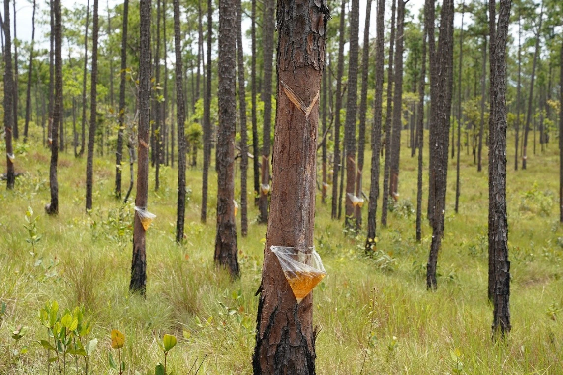 MADERA3
