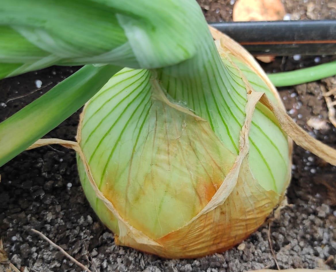 Cebolla-2